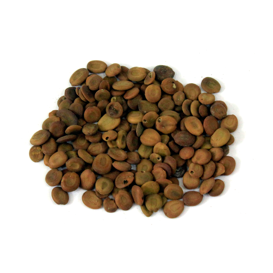 (تخم سرس ) Lebbek Tree Seeds
